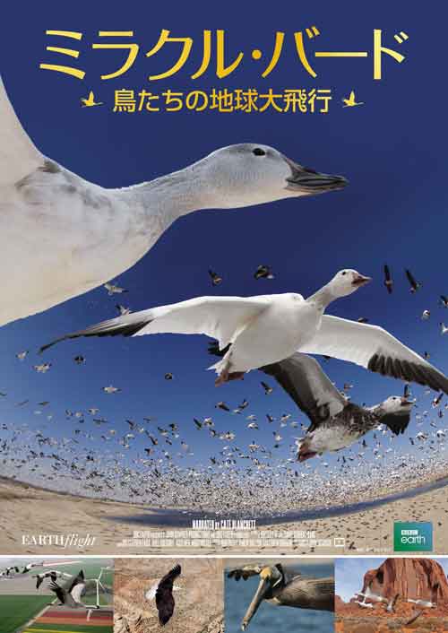 ミラクル・バード～鳥たちの地球大飛行～